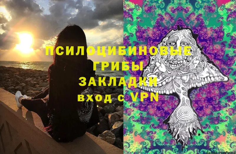 Псилоцибиновые грибы Psilocybe  Калтан 